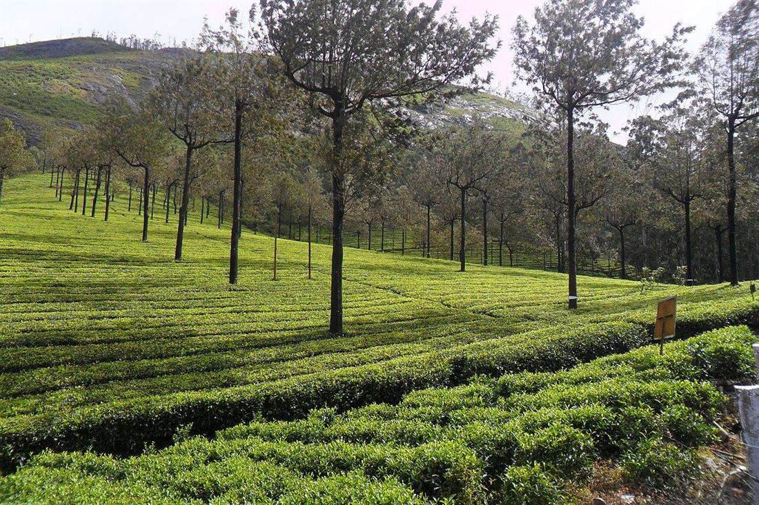 Munnar tea estate, Kerala hills